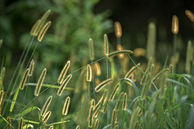 Overgrown and yellowed herbs close up