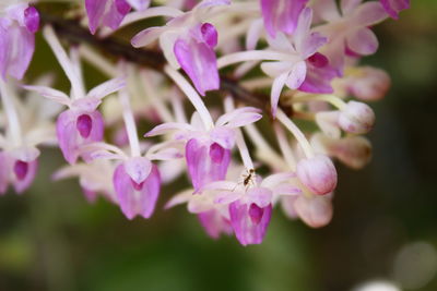 Close-up of insect on pink flowering plant