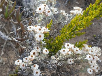 Close-up of white flowering plant on field