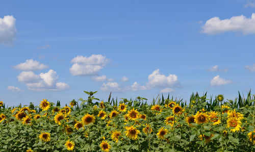 Scenic view of sunflower field against sky