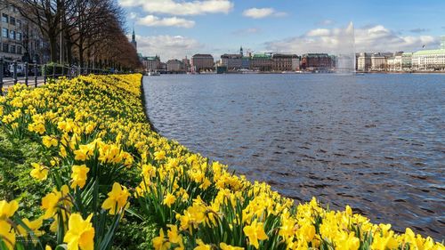 View of yellow flowers in city