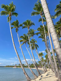 Palm trees on beach against blue sky