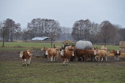 Horses in a field