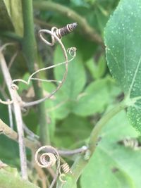 Close-up of spider on web