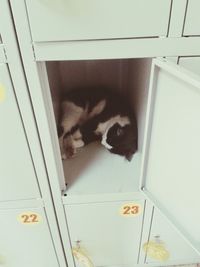 Close-up of cat sleeping