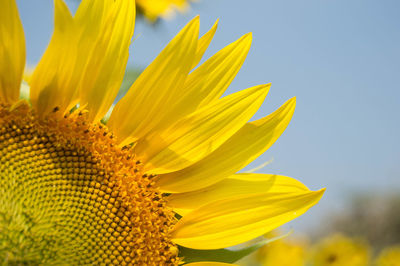 Close-up of sunflower