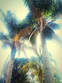 Low angle view of coconut palm trees against sky