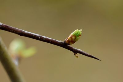 Close-up of twigs