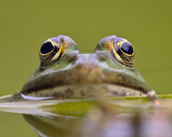 Close-up portrait of a frog