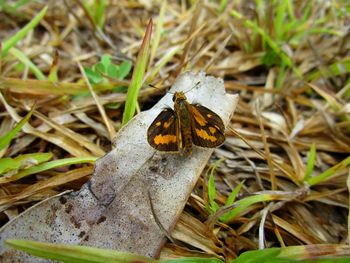 Close-up of butterfly on leaf