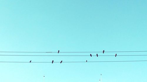 Flock of birds flying over power line