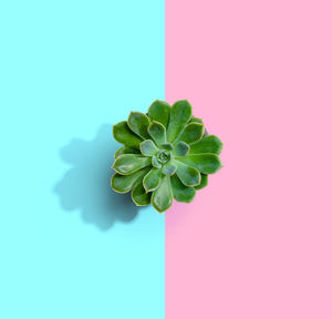 Digital composite image of plant against gray background