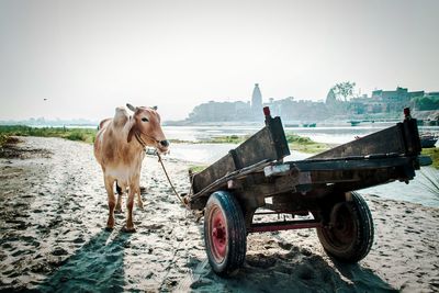 Horse standing on field against sky