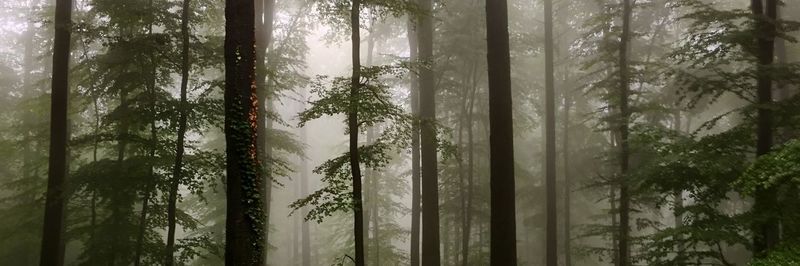 Trees in forest