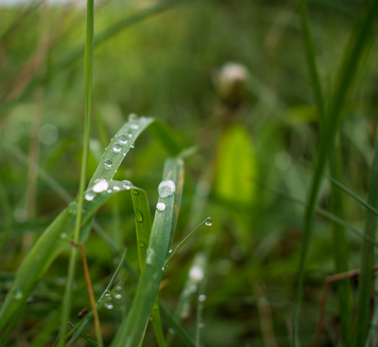 RAINDROPS ON GRASS