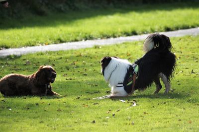 Two dogs on field
