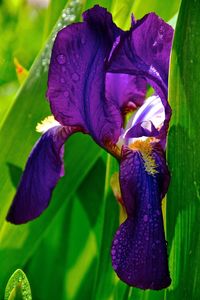 Close-up of purple iris blooming outdoors