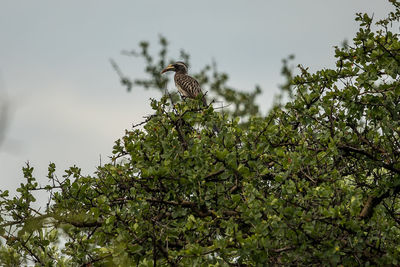 Low angle view of bird perching on tree