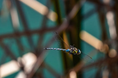 Close-up of dragonfly on leaf