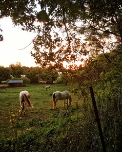 Horses grazing on field