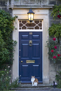 Closed door of house with cat