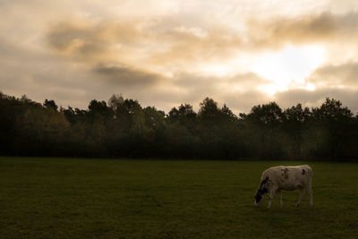 Cow grazing on field against sky