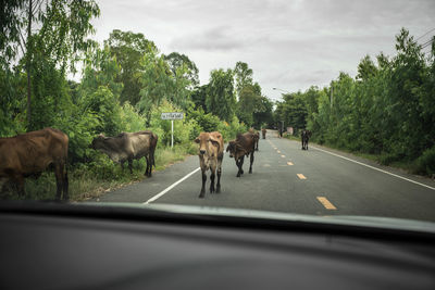Horse cart on road