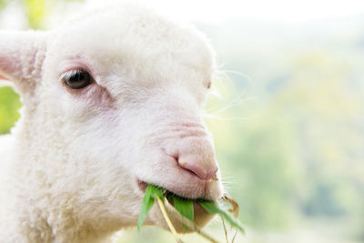 Close-up portrait of cow eating