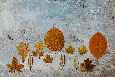 High angle view of dry leaves on plant during autumn