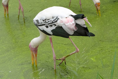 View of two birds drinking water