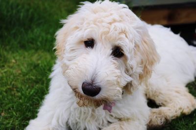 Close-up portrait of white goldendoodle dog