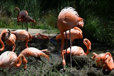 Flamingos on land