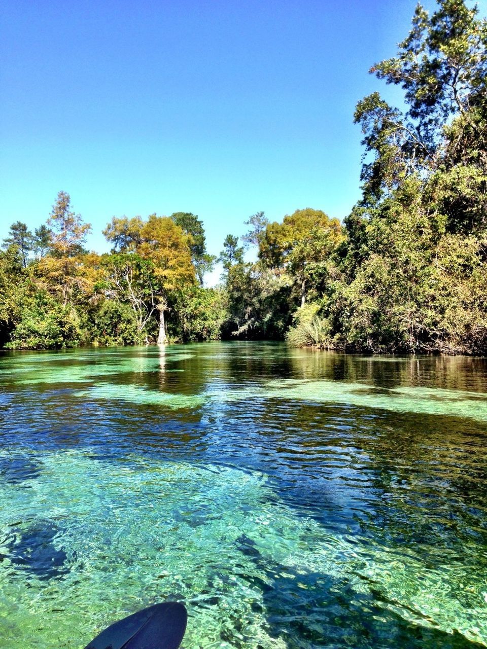 tree, water, clear sky, tranquility, beauty in nature, tranquil scene, scenics, nature, blue, growth, lake, waterfront, green color, idyllic, river, day, reflection, sunlight, copy space, outdoors