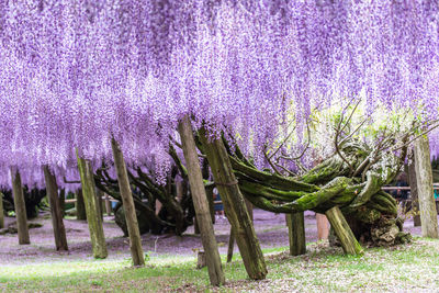 Purple flowering plants on field