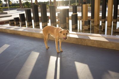 Dog standing on railing