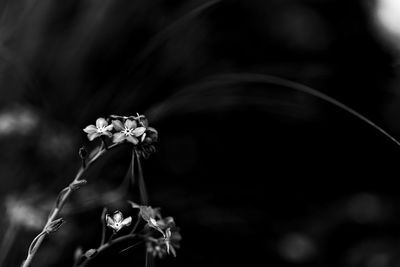 Close-up of flower against blurred background