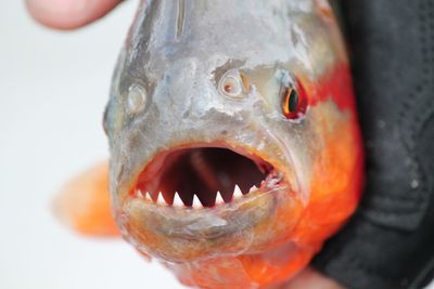 Close-up of pirana fish