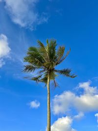 Low angle view of coconut palm tree against blue sky