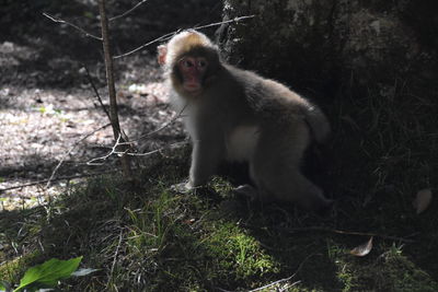 Monkey on grass