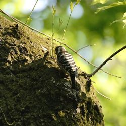 Close-up of insect