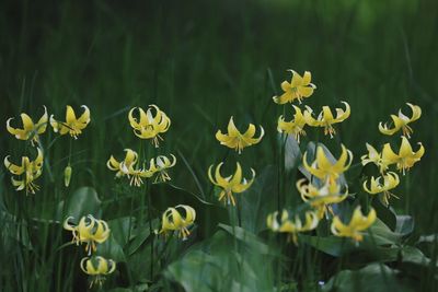 Close-up of yellow flowers against blurred background