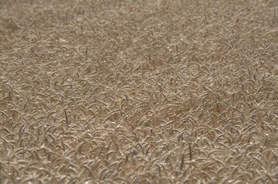 Full frame shot of wheat field