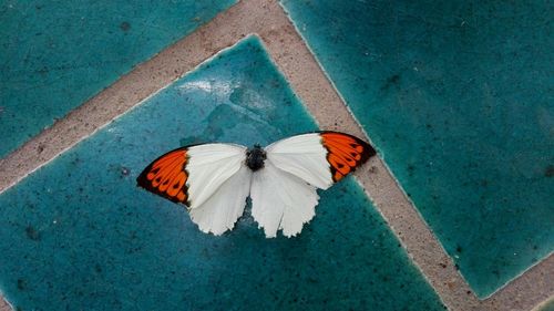 High angle view of butterfly