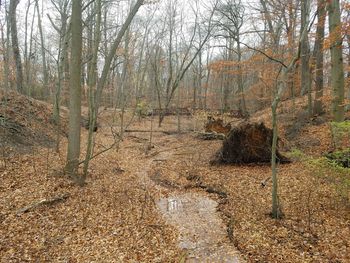 Full frame shot of trees