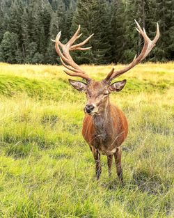 Deer standing on field