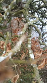 Close-up of tree branches