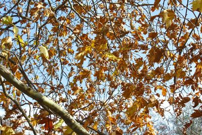 Low angle view of tree during autumn