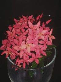 Close-up of flowers