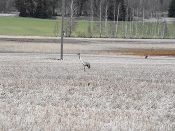 View of birds on land