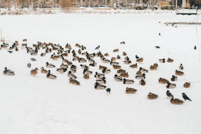 Ducks in the winter in the snow